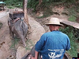 Elefante che guida close to Tailandia thicket adolescenti
